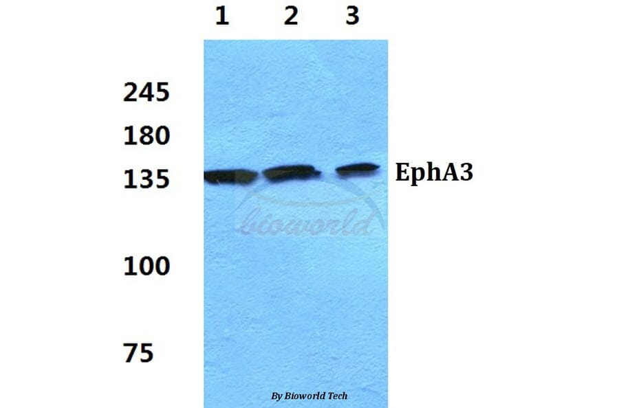 Anti-EphA3 Antibody from Bioworld Technology (BS5714) - Antibodies.com