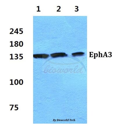 Anti-EphA3 Antibody from Bioworld Technology (BS5714) - Antibodies.com