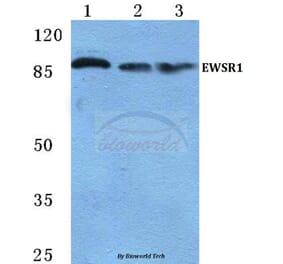 Anti-EWSR1 Antibody from Bioworld Technology (BS5715) - Antibodies.com