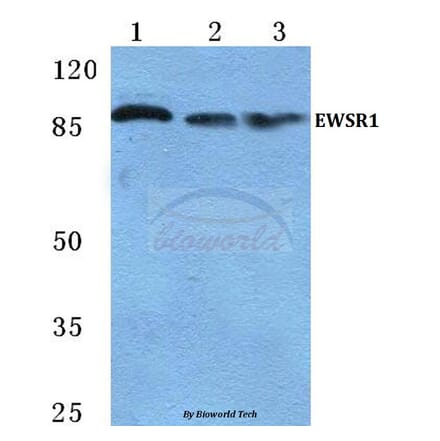 Anti-EWSR1 Antibody from Bioworld Technology (BS5715) - Antibodies.com