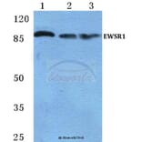 Anti-EWSR1 Antibody from Bioworld Technology (BS5715) - Antibodies.com