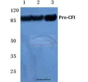Anti-CFI Antibody from Bioworld Technology (BS5716) - Antibodies.com