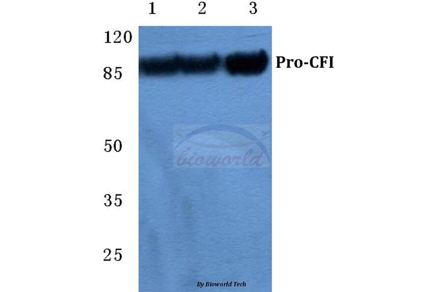 Anti-CFI Antibody from Bioworld Technology (BS5716) - Antibodies.com