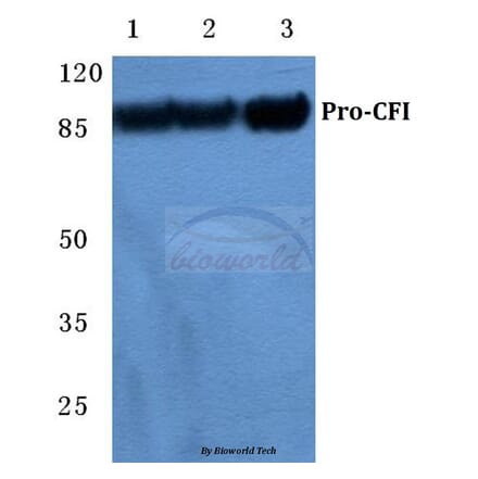 Anti-CFI Antibody from Bioworld Technology (BS5716) - Antibodies.com