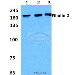 Anti-Fibulin-2 Antibody from Bioworld Technology (BS5718) - Antibodies.com