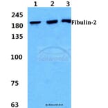 Anti-Fibulin-2 Antibody from Bioworld Technology (BS5718) - Antibodies.com