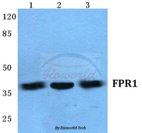 Anti-FPR1 (I207) Antibody from Bioworld Technology (BS5719) - Antibodies.com