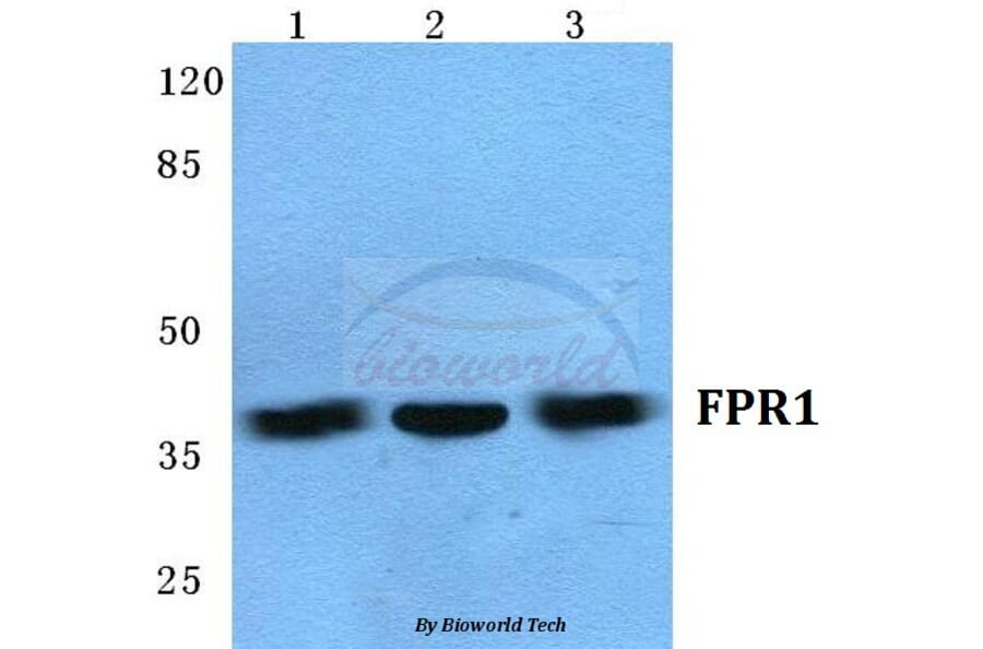 Anti-FPR1 (I207) Antibody from Bioworld Technology (BS5719) - Antibodies.com