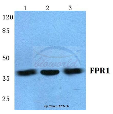 Anti-FPR1 (I207) Antibody from Bioworld Technology (BS5719) - Antibodies.com