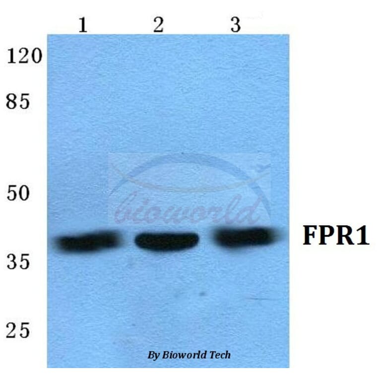 Anti-FPR1 (I207) Antibody from Bioworld Technology (BS5719) - Antibodies.com