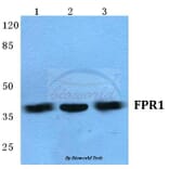 Anti-FPR1 (I207) Antibody from Bioworld Technology (BS5719) - Antibodies.com