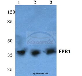 Anti-FPR1 (I203) Antibody from Bioworld Technology (BS5720) - Antibodies.com