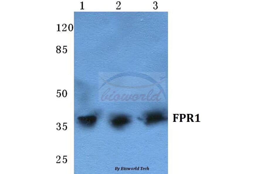 Anti-FPR1 (I203) Antibody from Bioworld Technology (BS5720) - Antibodies.com