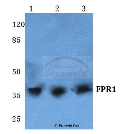 Anti-FPR1 (I203) Antibody from Bioworld Technology (BS5720) - Antibodies.com