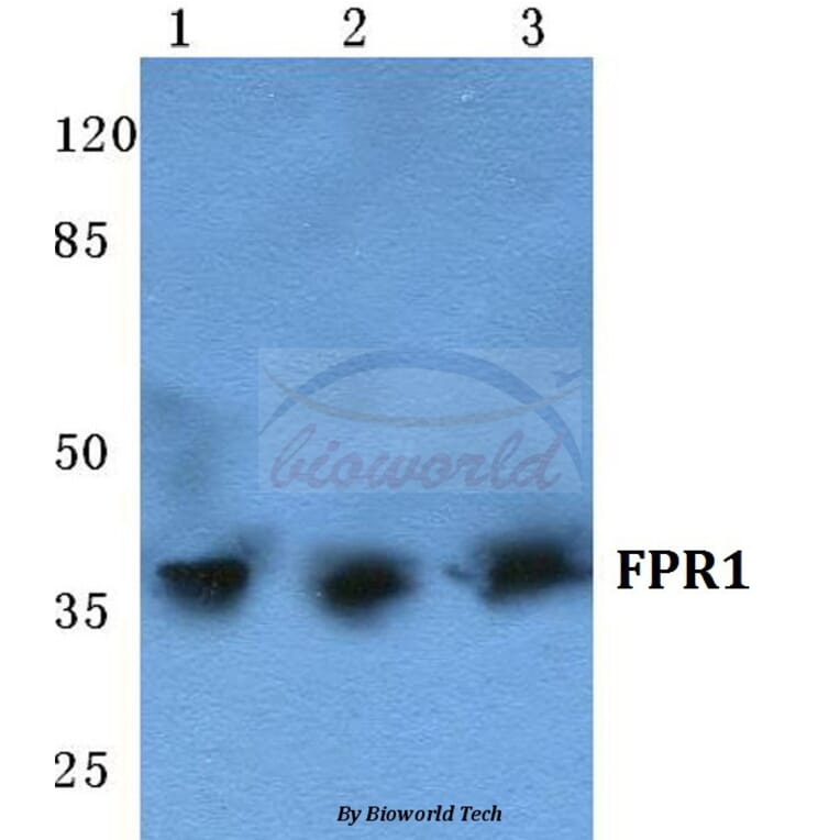 Anti-FPR1 (I203) Antibody from Bioworld Technology (BS5720) - Antibodies.com