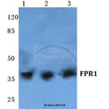 Anti-FPR1 (I203) Antibody from Bioworld Technology (BS5720) - Antibodies.com