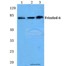 Anti-Frizzled-6 (T167) Antibody from Bioworld Technology (BS5722) - Antibodies.com