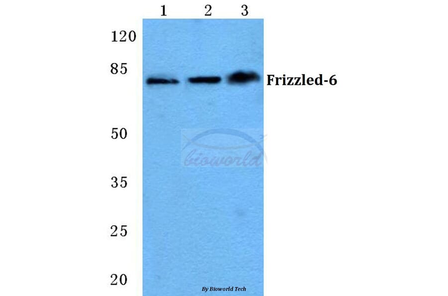 Anti-Frizzled-6 (T167) Antibody from Bioworld Technology (BS5722) - Antibodies.com