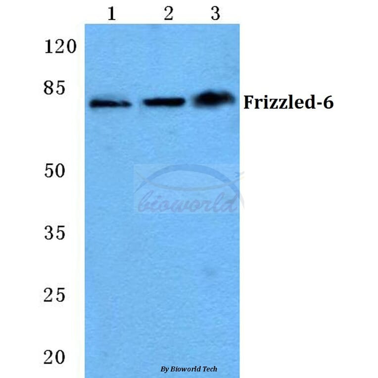 Anti-Frizzled-6 (T167) Antibody from Bioworld Technology (BS5722) - Antibodies.com