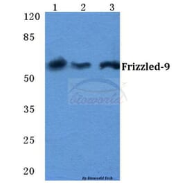 Anti-Frizzled-9 Antibody from Bioworld Technology (BS5723) - Antibodies.com