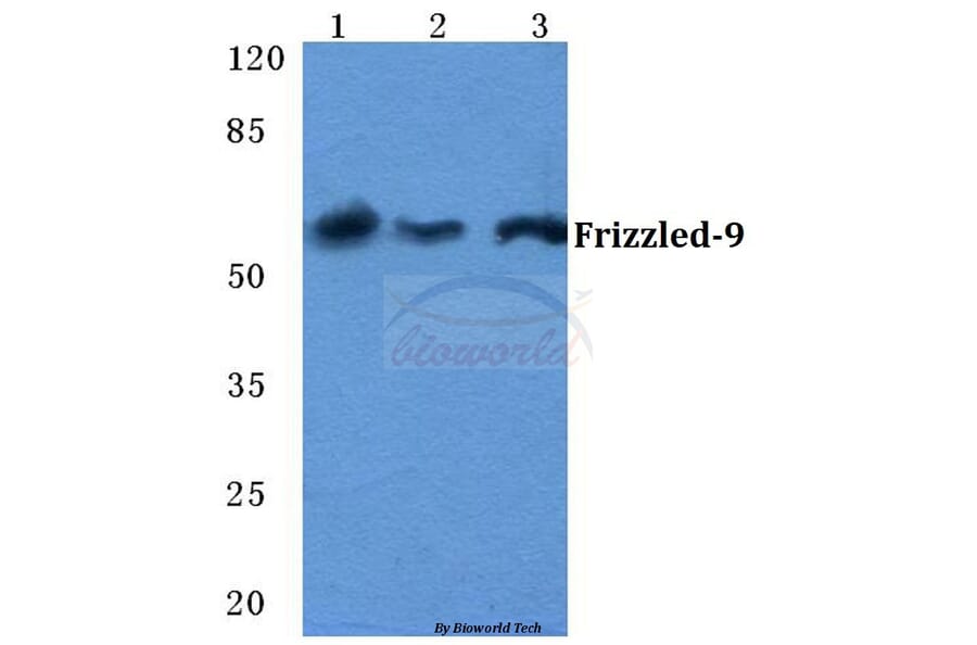 Anti-Frizzled-9 Antibody from Bioworld Technology (BS5723) - Antibodies.com