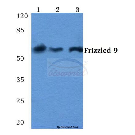 Anti-Frizzled-9 Antibody from Bioworld Technology (BS5723) - Antibodies.com