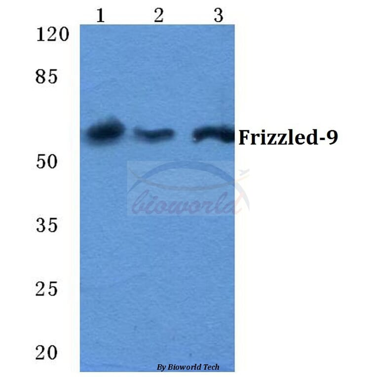 Anti-Frizzled-9 Antibody from Bioworld Technology (BS5723) - Antibodies.com