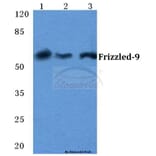 Anti-Frizzled-9 Antibody from Bioworld Technology (BS5723) - Antibodies.com