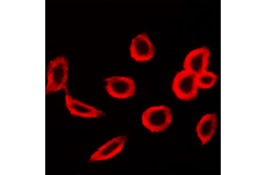 Anti-FSHR Antibody from Bioworld Technology (BS5724) - Antibodies.com