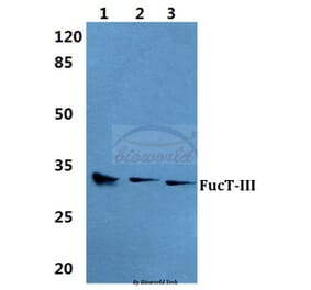 Anti-FucT-III Antibody from Bioworld Technology (BS5725) - Antibodies.com