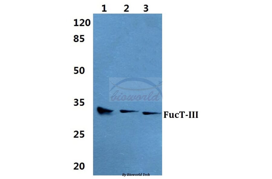 Anti-FucT-III Antibody from Bioworld Technology (BS5725) - Antibodies.com