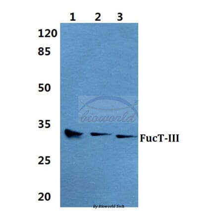 Anti-FucT-III Antibody from Bioworld Technology (BS5725) - Antibodies.com