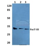 Anti-FucT-III Antibody from Bioworld Technology (BS5725) - Antibodies.com