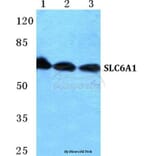 Anti-SLC6A1 Antibody from Bioworld Technology (BS5726) - Antibodies.com