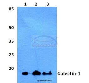 Anti-Galectin-1 Antibody from Bioworld Technology (BS5728) - Antibodies.com