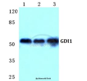 Anti-GDI1 Antibody from Bioworld Technology (BS5731) - Antibodies.com