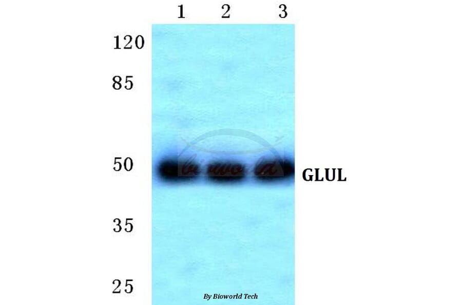 Anti-GLUL Antibody from Bioworld Technology (BS5734) - Antibodies.com