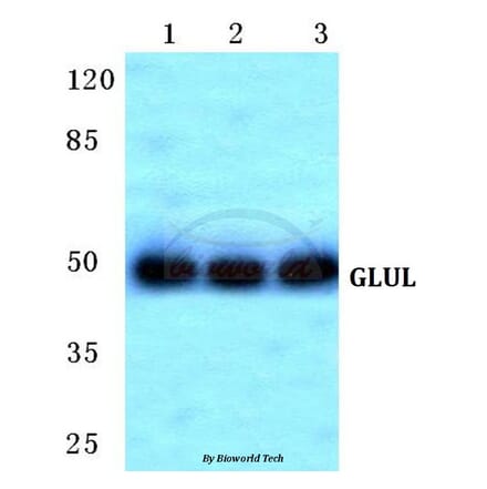 Anti-GLUL Antibody from Bioworld Technology (BS5734) - Antibodies.com