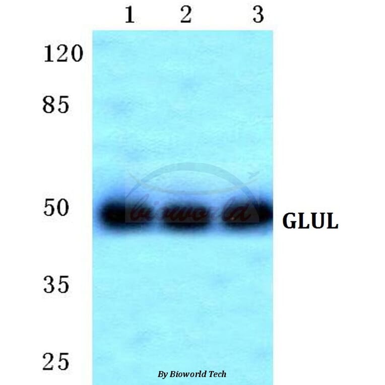 Anti-GLUL Antibody from Bioworld Technology (BS5734) - Antibodies.com