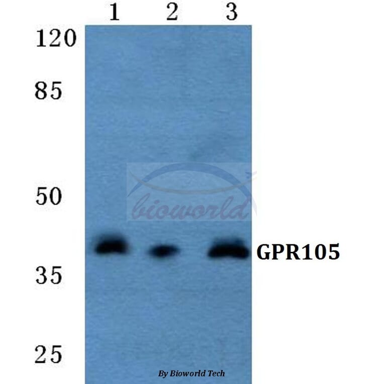 Anti-GPR105 Antibody from Bioworld Technology (BS5738) - Antibodies.com