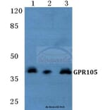 Anti-GPR105 Antibody from Bioworld Technology (BS5738) - Antibodies.com