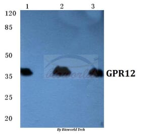 Anti-GPR12 Antibody from Bioworld Technology (BS5739) - Antibodies.com