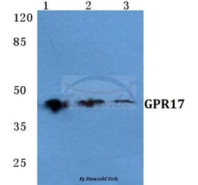 Anti-GPR17 Antibody from Bioworld Technology (BS5741) - Antibodies.com