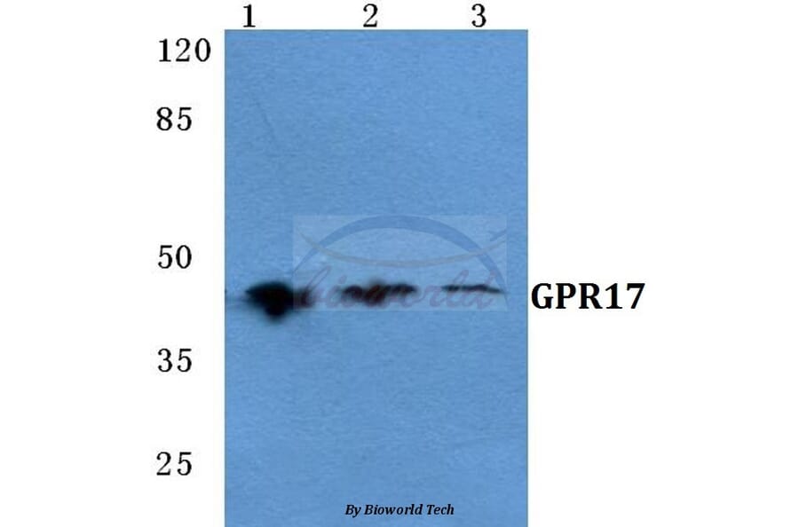 Anti-GPR17 Antibody from Bioworld Technology (BS5741) - Antibodies.com
