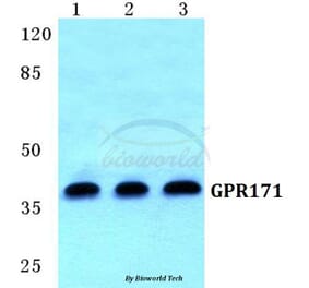 Anti-GPR171 Antibody from Bioworld Technology (BS5742) - Antibodies.com