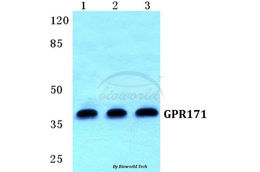 Anti-GPR171 Antibody from Bioworld Technology (BS5742) - Antibodies.com