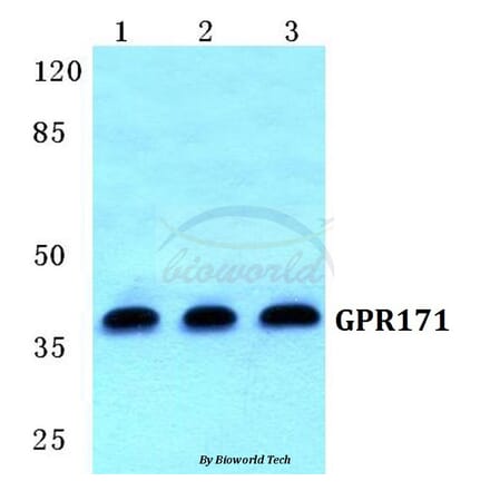 Anti-GPR171 Antibody from Bioworld Technology (BS5742) - Antibodies.com