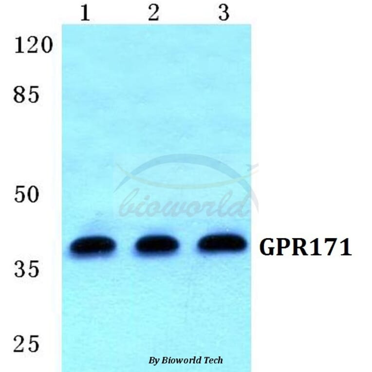 Anti-GPR171 Antibody from Bioworld Technology (BS5742) - Antibodies.com