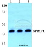 Anti-GPR171 Antibody from Bioworld Technology (BS5742) - Antibodies.com