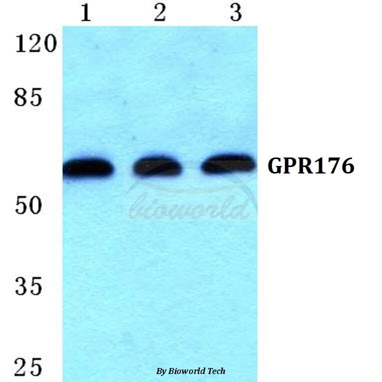 Anti-GPR176 Antibody from Bioworld Technology (BS5743) - Antibodies.com